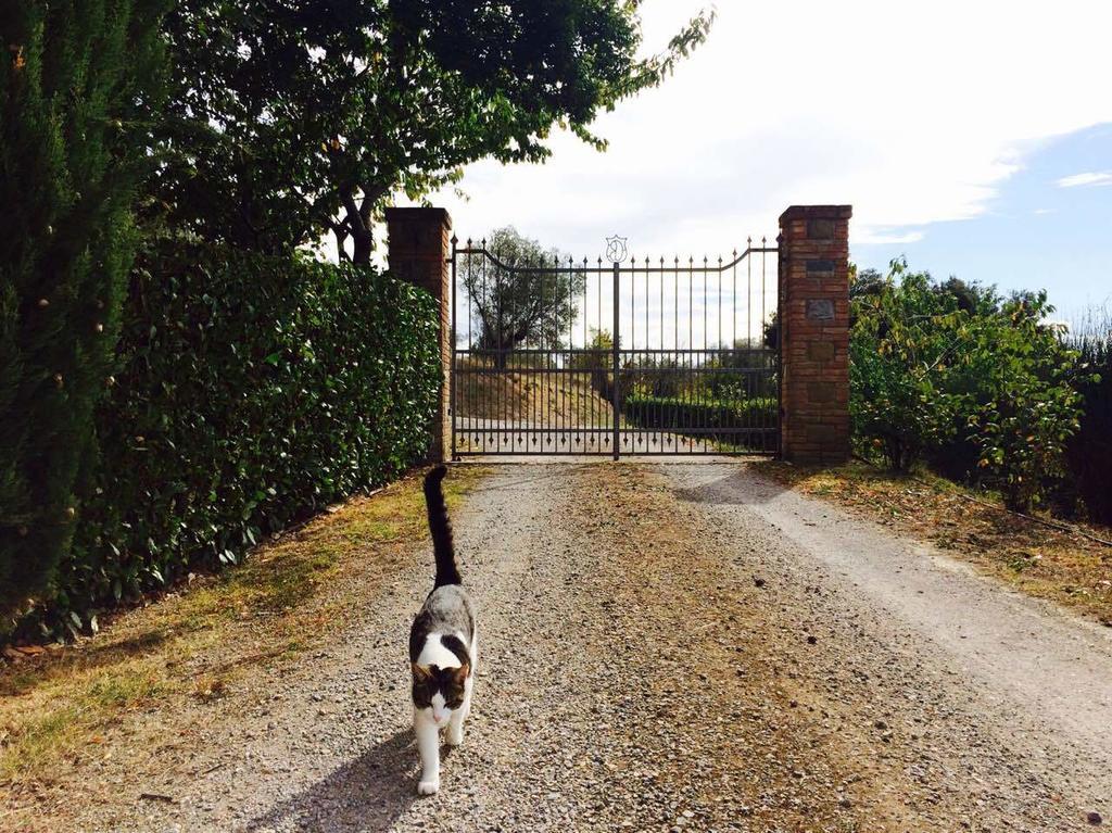 Agriturismo La Bicocca - Apt. "Il Leccio" 카스텔리고네 객실 사진